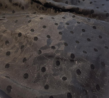 Купить К-2367-4 вискоза вуаль принт ФЛОК ГОРОХ